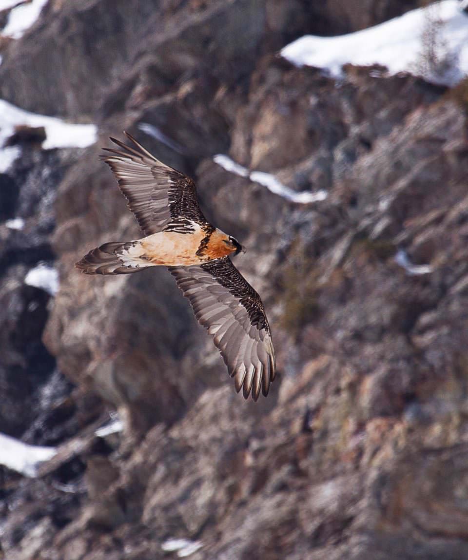 Birdwatching - Guide Trek Alps - Viaggi  Natura nel Mondo