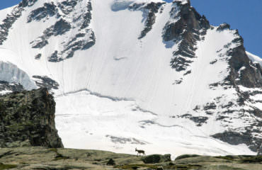 Birdwatching sulle Alpi  - Guide Trek Alps - Viaggi Natura nel Mondo