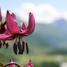 Fauna e Flora - Guide Trek Alps - Viaggi Natura nel Mondo