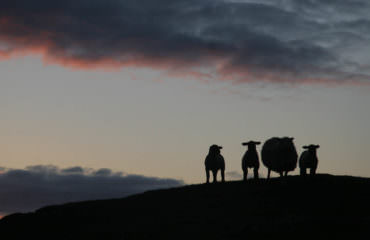 Isole Shetland - Guide Trek Alps - Viaggi Natura nel Mondo