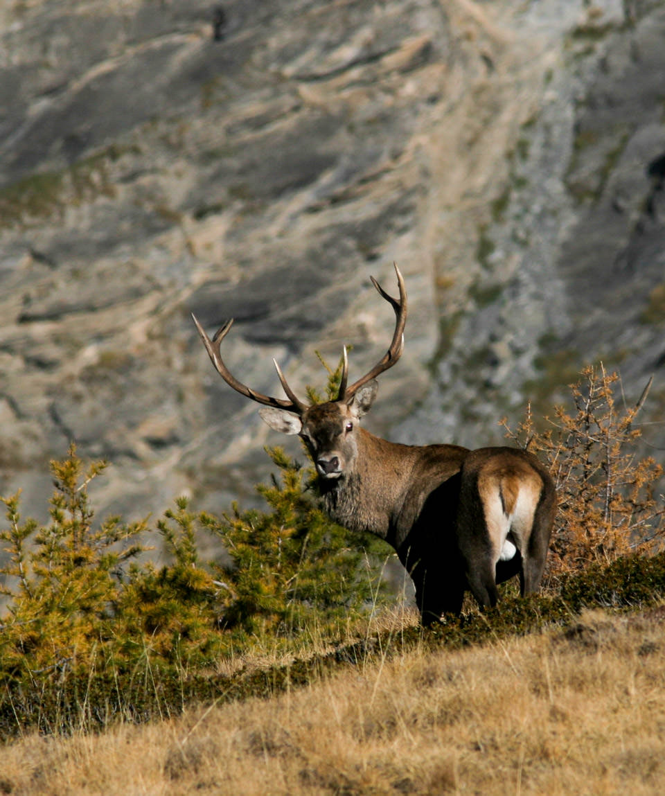 Il Bramito del Cervo  - Guide Trek Alps - Viaggi Natura nel Mondo