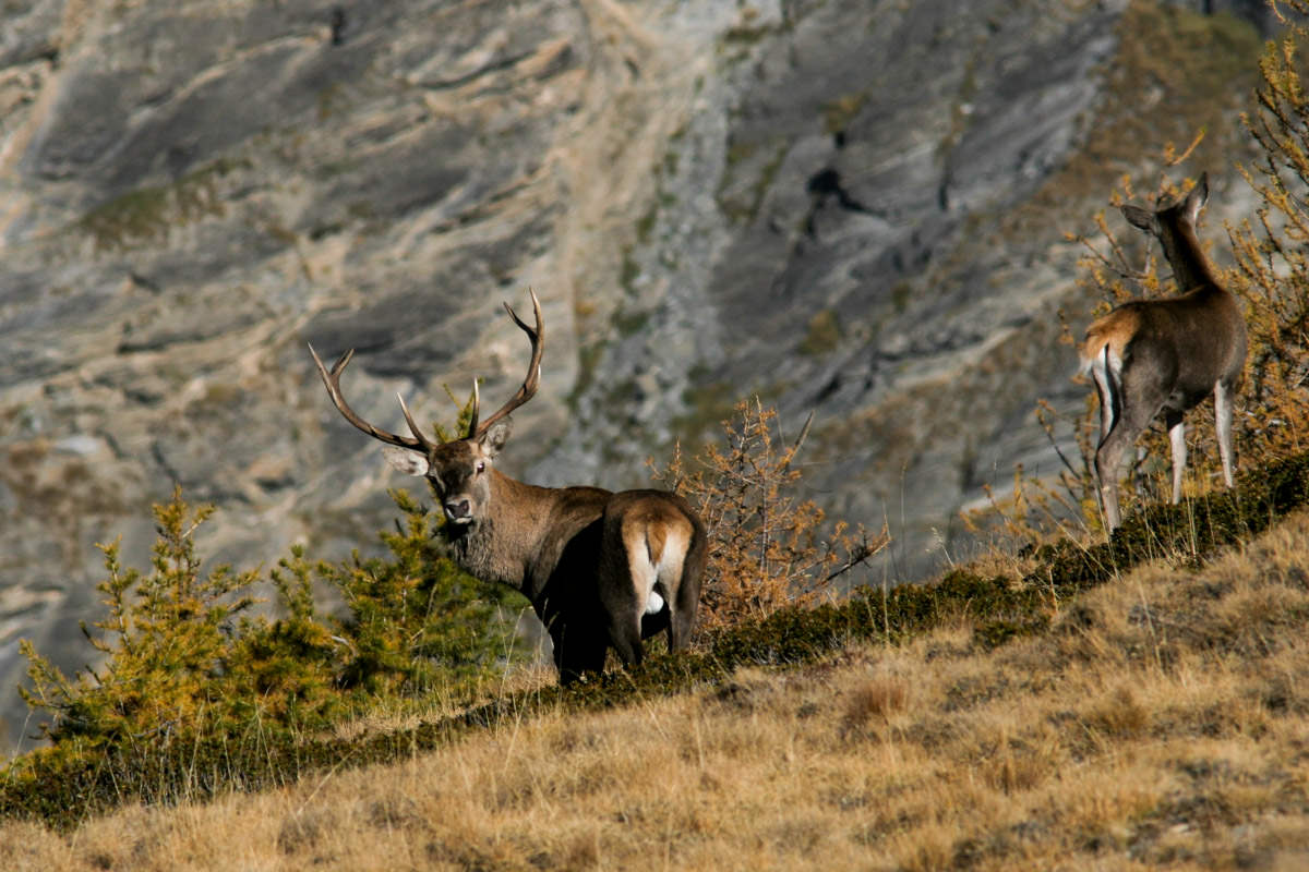 Il Bramito del Cervo - Guide Trek Alps - Viaggi Natura nel Mondo
