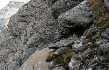 Il risveglio della Natura - Guide Trek Alps - Viaggi in Natura nel Mondo