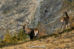 Il Bramito del Cervo 3 - Guide Trek Alps - Viaggi Natura nel Mondo