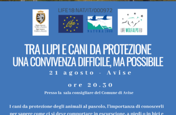 Serata Avise 2023_cani da protezione - Guide Trek Alps - Viaggi Natura in Mondo