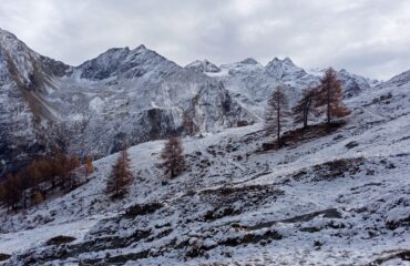 Stambecco - Guide Trek Alps - Viaggi Natura in Mondo