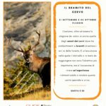 Bramito Del Cervo 2024 - Guide Trek Alps - Viaggi Natura nel Mondo