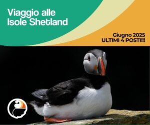 Viaggio Isole Shetland Guite trek alps - Guide Trek Alps - Viaggi Natura nel Mondo